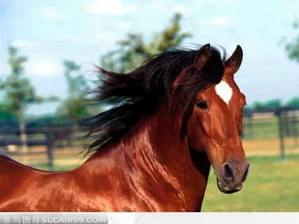 侧面照的黄骏马头