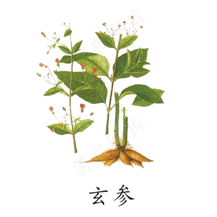 手绘草本中药药材玄参