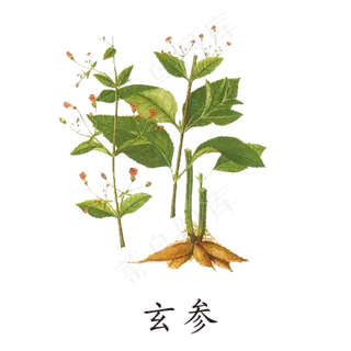 手绘草本中药药材玄参