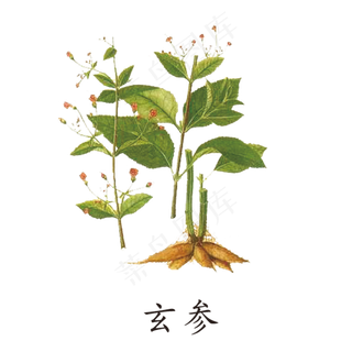 手绘草本中药药材玄参