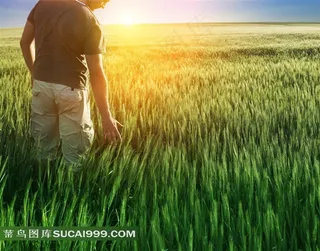 保护环境系列 - 用手感受麦田的男子