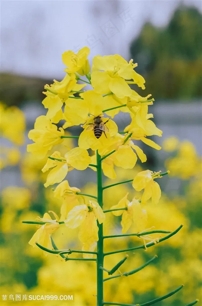 蜜蜂油菜花图片海报