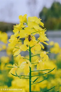 蜜蜂油菜花图片海报 蜜蜂油菜花图片海报