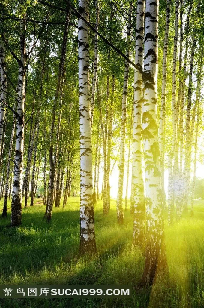 草地阳光与白桦林风景唯美摄影高清图片