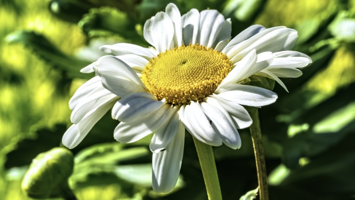 白色雏菊花朵图片