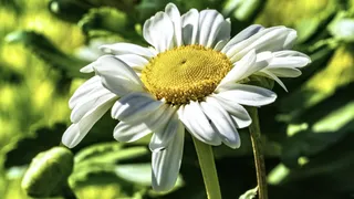 白色雏菊花朵图片