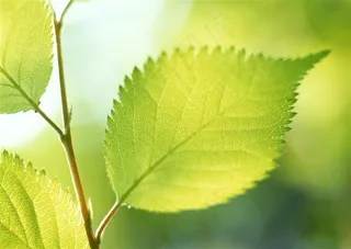 森林的树缝穿过的光美丽风景摄影图片