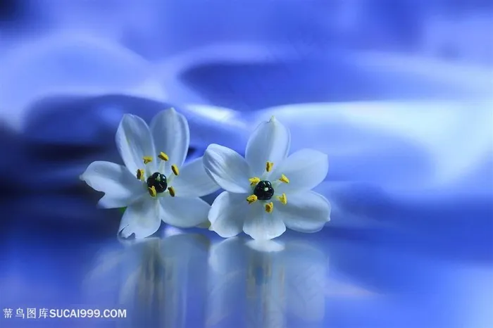 高清唯美鲜花花朵图片