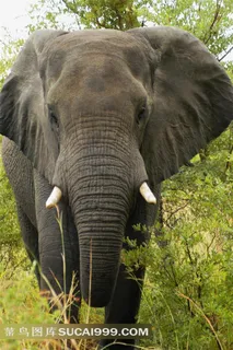 森林大象高清图片下载