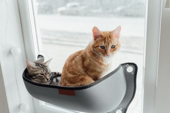 可爱猫咪猫猫摄影素材