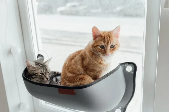 可爱猫咪猫猫摄影素材