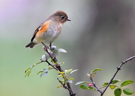 鸟类大全红胁蓝尾鸲素材鸟图片