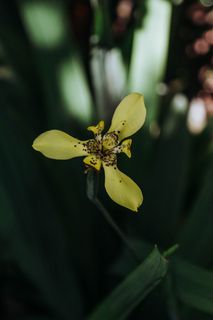 一株黄扇鸢尾图片