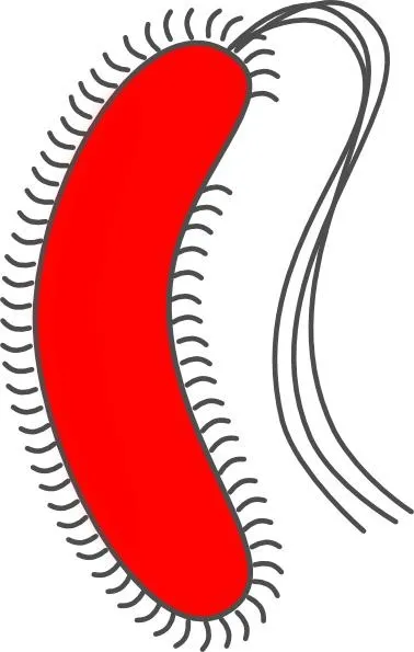 细菌 PNG免抠(378x595)