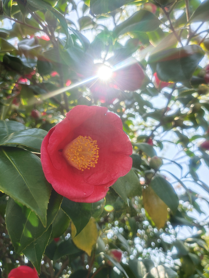 阳光下山茶花