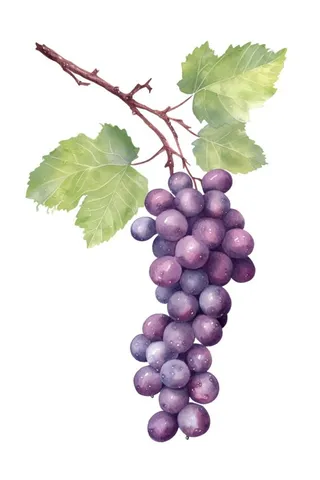葡萄水彩国风元素