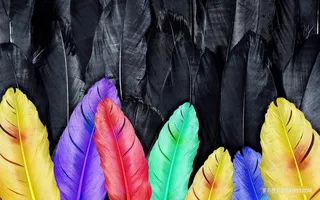 彩色羽毛 时尚背景