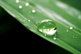 树叶露珠水滴抓拍摄影图