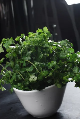 香菜火锅配菜美食设计素材