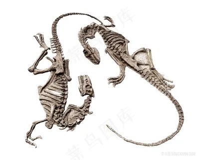 恐龙长颈恐龙骨骼高清高分辨率喷绘打印素材原图画