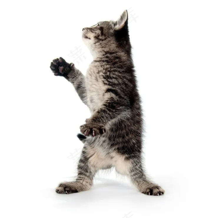 猫猫咪美图素材