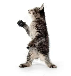 猫猫咪美图素材 猫猫咪美图素材
