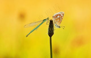 蝴蝶与蜻蜓图片