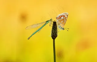 蝴蝶与蜻蜓图片