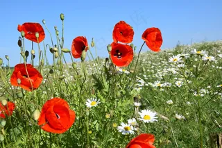 雏菊与罂粟花花丛图片