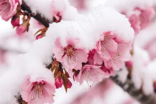 冬季白雪覆盖的梅花摄影图