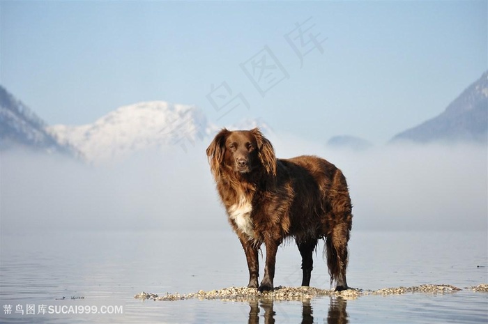 唯美高原雪山金毛狗狗图片