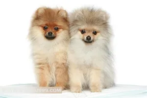 宠物犬小狗 可爱的博美犬