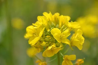 春天成长中的花朵