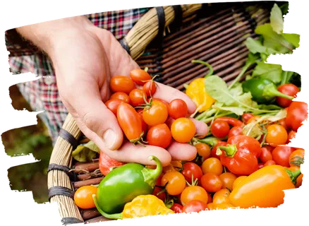 水果种植卡通素材现代农业