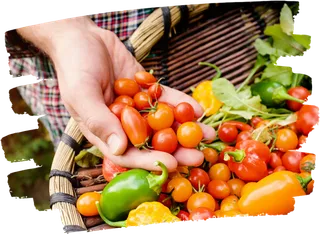 水果种植卡通素材现代农业