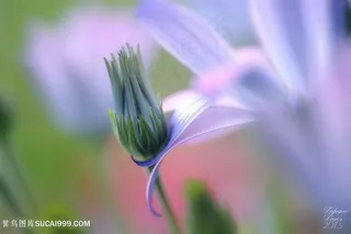 高清唯美含苞待放鲜花图片