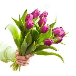 紫色郁金香鲜花素材