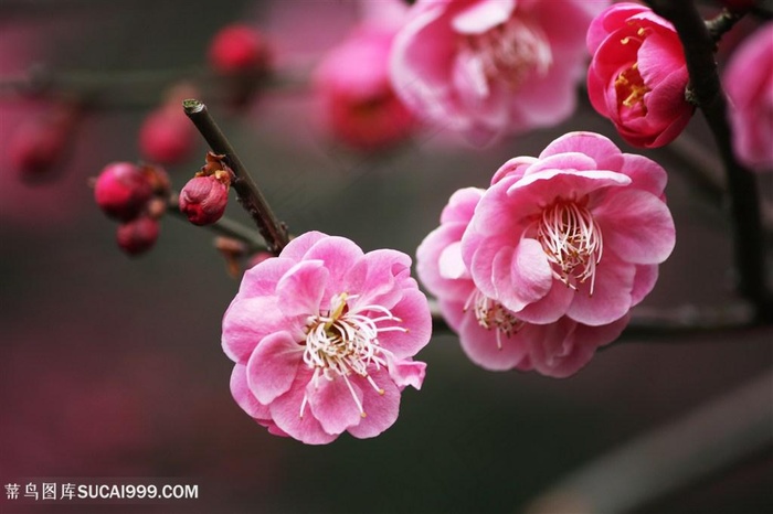 高清唯美粉色梅花鲜花图片