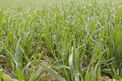 清晨绿草地图片