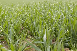 清晨绿草地图片