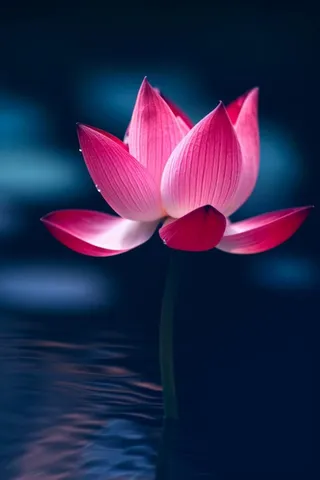 粉色唯美莲花大气背景