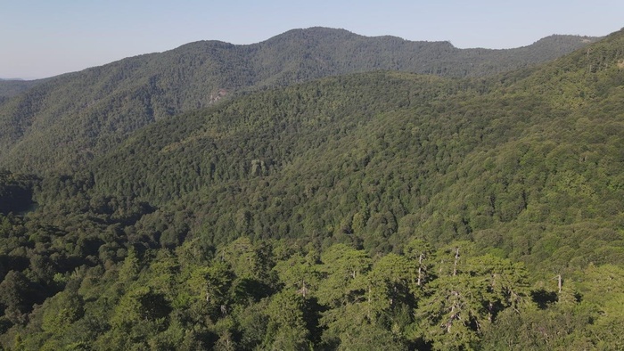 阳光明媚的日子里，科迪勒拉两旁的树木