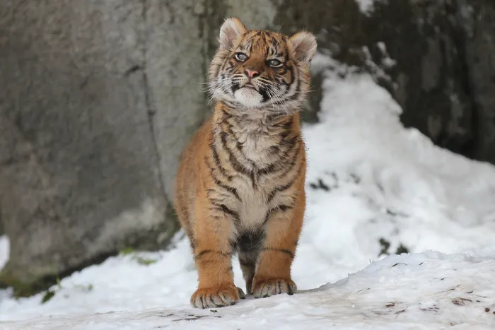 老虎动物园百兽之王虎王野生老虎动物