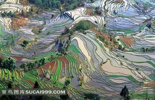 美丽的七彩梯田