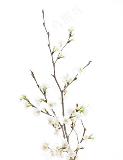 草本植物图片 草本植物图片
