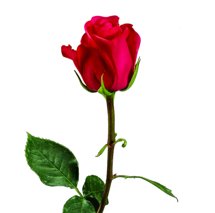 玫瑰花情人节