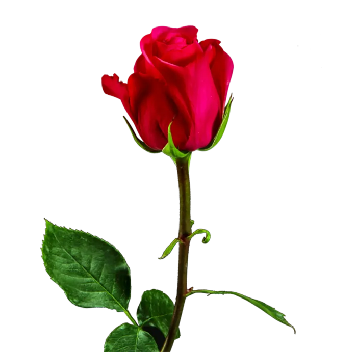 玫瑰花情人节