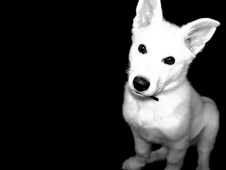 狗调皮摄影图片