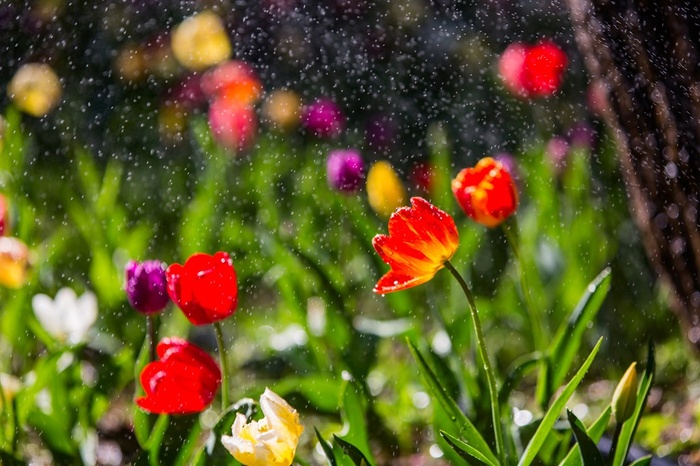 春雨中舞动的郁金香