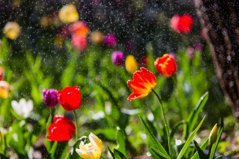 春雨中舞动的郁金香